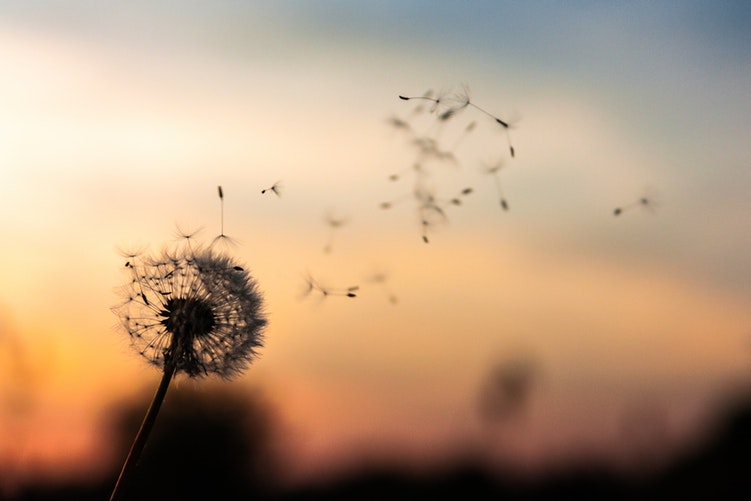 fiori_tramonto(1).jpg