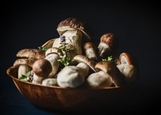 funghi.png