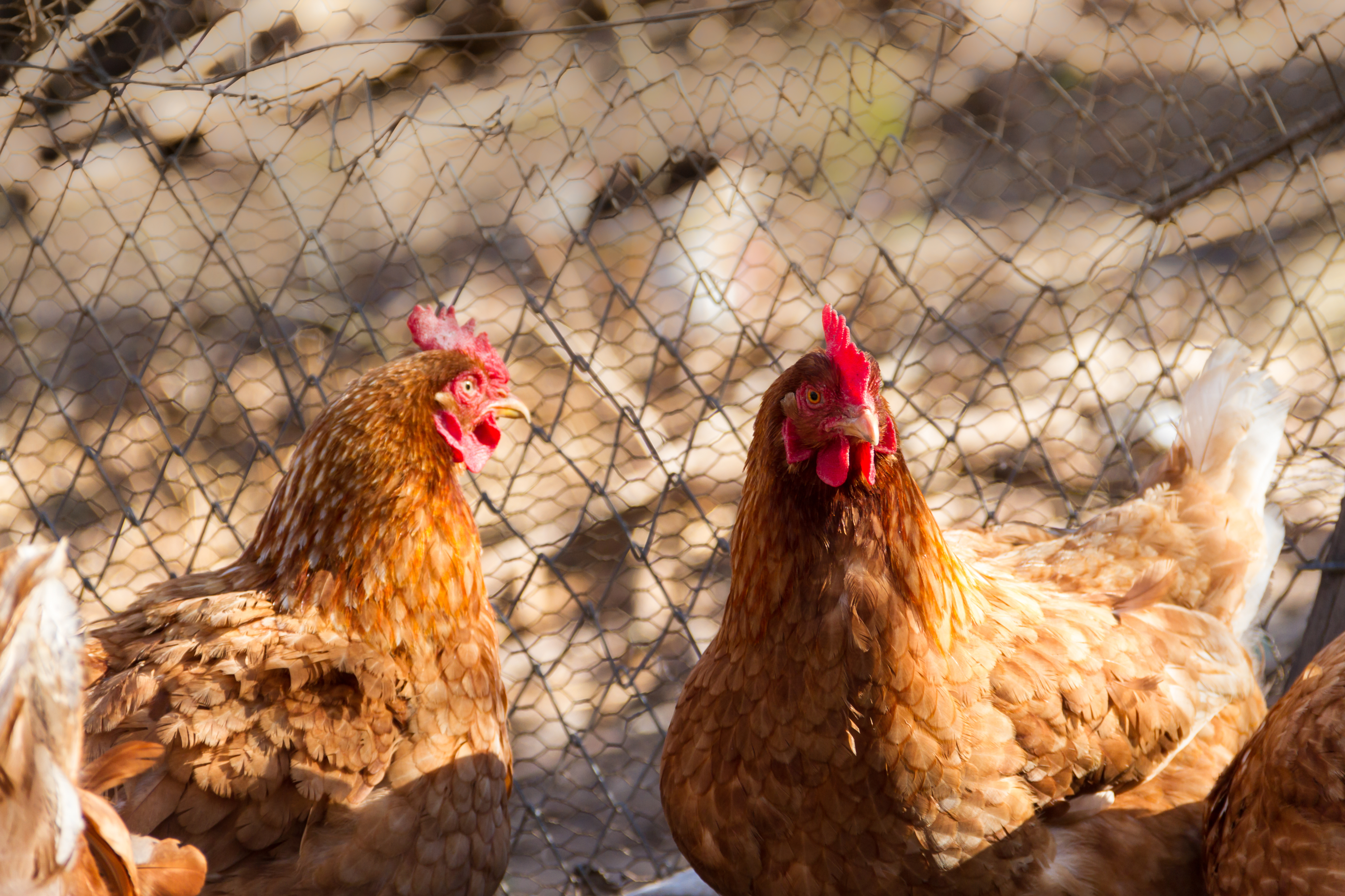 group-assorted-chickens-chicken-coop.jpg