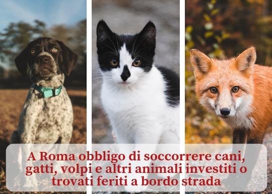 obbligo_soccorso_animali_feriti.jpg